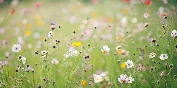 你若花开我便来采究竟是哪首歌？