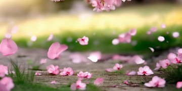 落花人前难出自哪首歌？