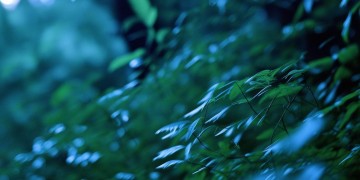 风里啊夜里啊究竟出自哪首歌？