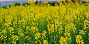 杂母人菜籽命究竟是哪首歌？