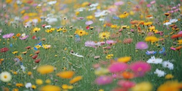 开头什么的花开究竟是哪首歌？