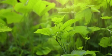 歌词里有西瓜皮的究竟是什么歌？