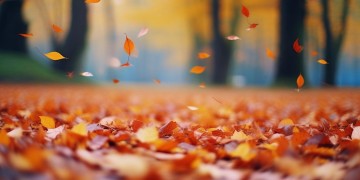 落叶的季节适合听什么歌？