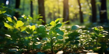 叶片鼓鼓的究竟是哪首歌？